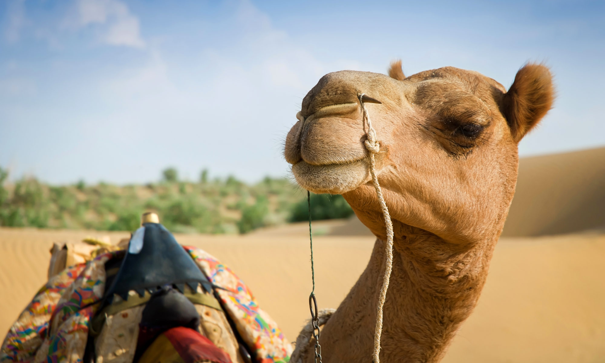 The Camel Way